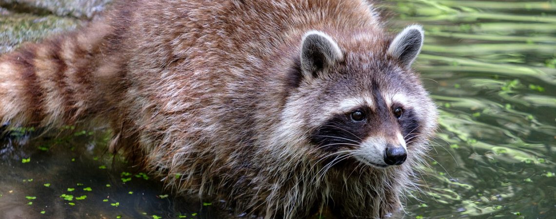 Abgebildet ist ein Wildtier, ein Waschbär