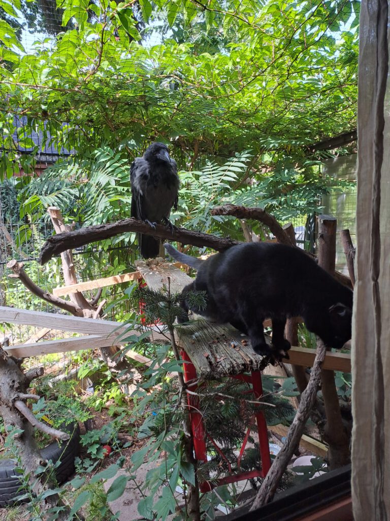 Kolkrabe auf einem Ast und davor auf einem andren Ast eine schwarze Katze