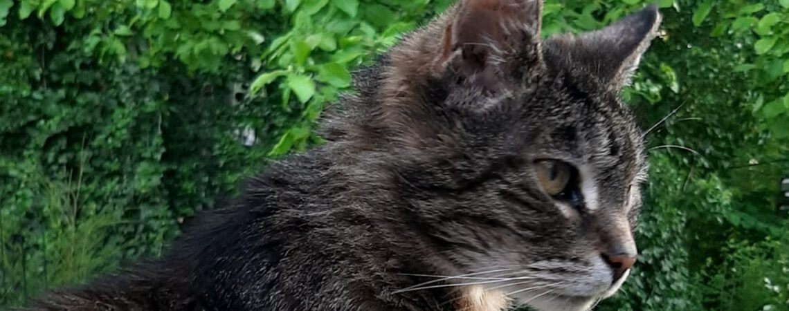 Eine grau-gestromte Katze sitzt im Garten und schaut nach rechts