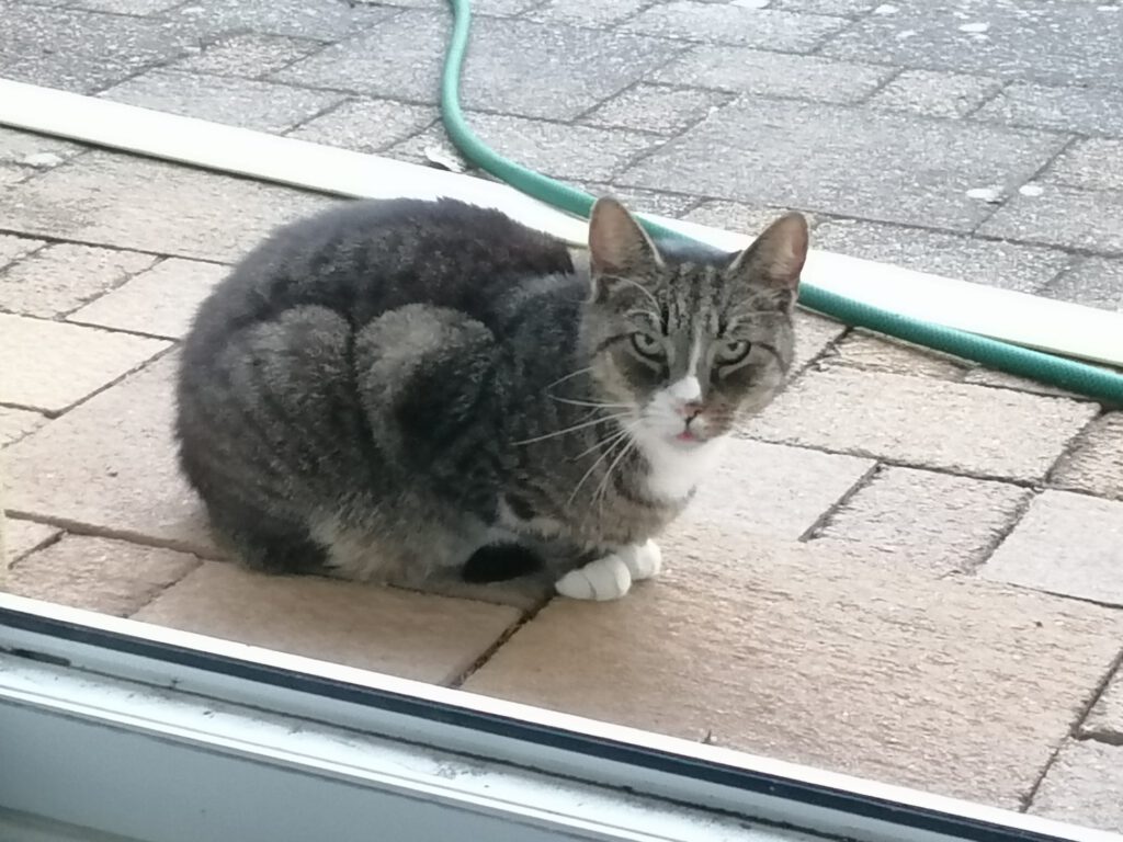 Moritz, der grau gestromte Kater, sitzt auf der Terrasse und schaut durchs bodentiefe Fenster hinein