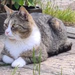 Grau-weiß getigerte Katze mit weißem Latz und weißen Pfötchen