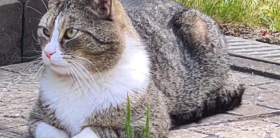 Grau-weiß getigerte Katze mit weißem Latz und weißen Pfötchen